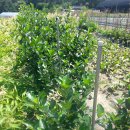 준태농장 이미지