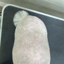 헤어멍펫살롱 네이버블로그