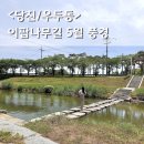 광사로 이팝나무길 | 당진 이팝나무길 5월 풍경 후기 / 원우교 따라 걷기 좋은 당진천 산책