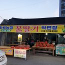 경아딸기 이미지