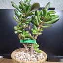 다육사랑화원 | 나비란과 우주목은 싣고,청옥은 손에 들고 흔들흔들