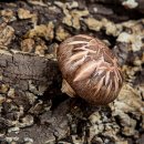 좋은식품