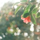 왕궁포레스트 이미지