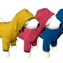 일편댕심 이미지