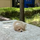 플러피펫 이미지