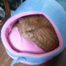 프린세스 캣 이미지