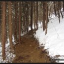 숲 걷기 명상 이미지