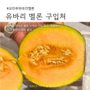 참쉬운마케팅 | 오타루 유바리 멜론 구입 후기 | 위치, 가격, 맛, 돈키호테 지하마트 도시락까지