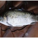 농촌지 낚시터 이미지