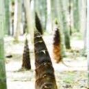 사군자 대나무 이미지