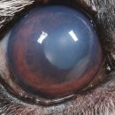 박순석동물메디컬센터 이미지