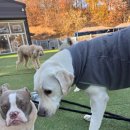 퍼피스카우트 | 대형견유치원 퍼피스카우트 방문 후기