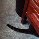 나누리펫 이미지