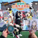 댕댕이 F1 트랙 운동회 Ep.대망에 참가 후기~!!