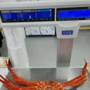 자연산회통영붕장어 이미지