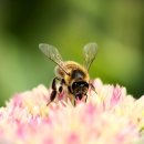 신천불닭발막창 이미지