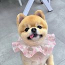 댕댕케어 이미지