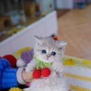 강남 고양이 분양 캣프렌즈 이미지