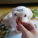 오띠모도떼 이미지