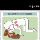 강아지 이물질 목에 걸렸을때..! 이미지