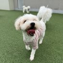 포근멍 애견 유치원 네이버블로그