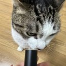 네일뮤티드 | 올리브영에서 산 르멘트 컬러네일 18 뮤티드플럼 솔직 후기