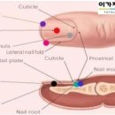 네일;연이가 이미지