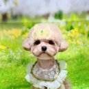 댕그랑댕 이미지