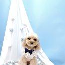 견생의하루 펫살롱 일산본점 이미지