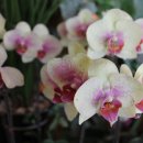 윤가네 칼국수 이미지