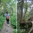 황금자연 이미지