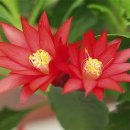 안의꽃사랑 이미지