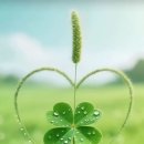 네잎클로버 이미지