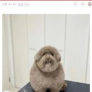 강아지 미용 이미지
