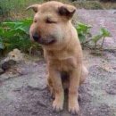벌집 - 강릉시 | 벌집