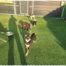 행복한아이유치원 이미지