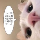 지영약국 | 이 정도면 먹기 위해 태어난 걸지도 몰라