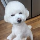 멍멍상회 이미지