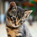 진주 동물약국 이미지