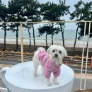 BK심장동물병원 이미지
