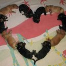 퍼니(FUNNY) 이미지