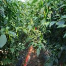 순이하우스 이미지