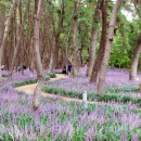 2025. 09. 11[목] 제 162차 충남 서천 장항숲 맥문동 축제 이미지