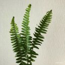 화훼장식 기능사(꽃꽂이) 이미지