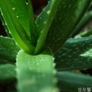성모피부과의원 네이버블로그