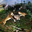 화진포관광지 이미지