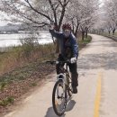 남한강(팔당-양평-이포보) 봄꽃길을 달리고~~~ 이미지