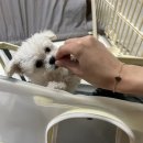 동그라미 동물의료센터 이미지