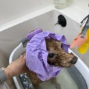 뽀몽뽀몽 이미지