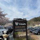 유진 농장 | 울산 언양 벚꽃 차리마을 카페 유진목장 본치즈어리